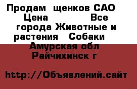 Продам ,щенков САО. › Цена ­ 30 000 - Все города Животные и растения » Собаки   . Амурская обл.,Райчихинск г.